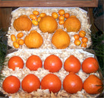 The Fruit Factory Citrus Collection