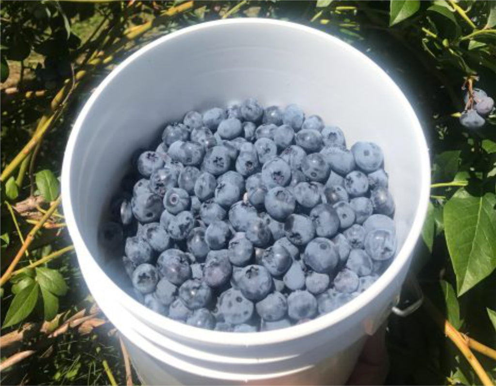 Blueberries - U Pick