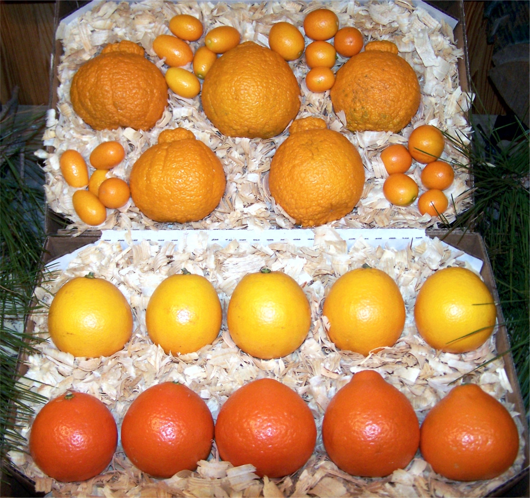 The Fruit Factory Deluxe Citrus Collection