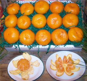 The Fruit Factory Satsumas Box