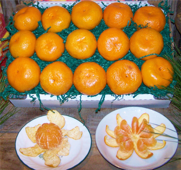 The Fruit Factory Satsumas Box – Fruit-Factory.com
